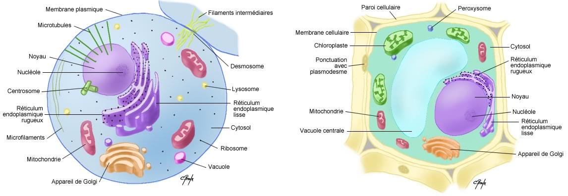 cellule-animale-et-végétale.jpg