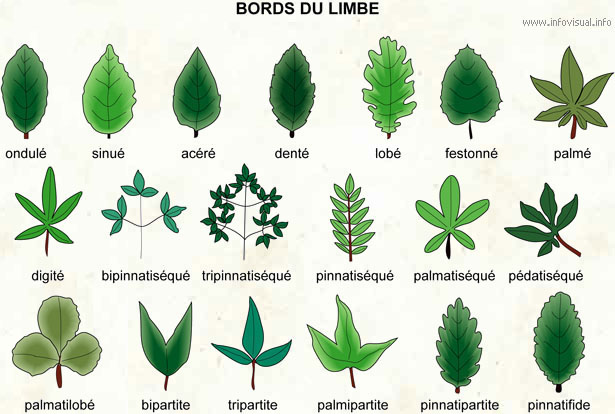 011 Bords du limbe.jpg